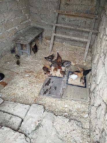 Yerli kənd çolpalari satiram 2 ayliqdi toyuq altan cixandi hamisi 90 — 3