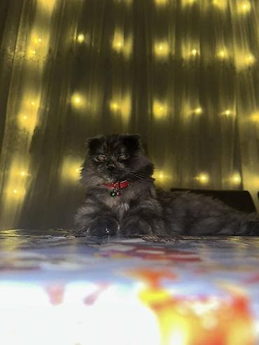 pişik cüt: Şotland yastı qulaq, Dişi, Cütləşmə üçün, Ünvandan götürmə, Ödənişli çatdırılma — 1