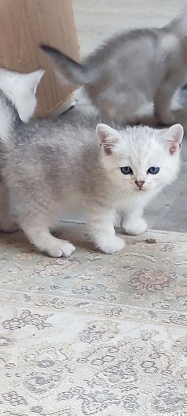 pisik adlari rusca: Qızıl şinşilla, Erkək, Yaxşı əllərə — 7