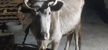 İtlər: Satılır — 2