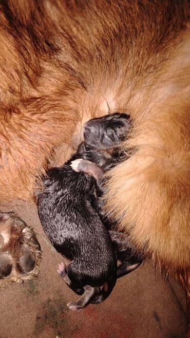 немецкие овчарки щенки купить: Немецкая овчарка, С прививками — 3