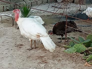 it ucuz: Dişi, Ətlik — 3