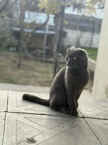 pişik yuvasi: Pulsuzz! Bala garshiliginda cutleshmee — 3