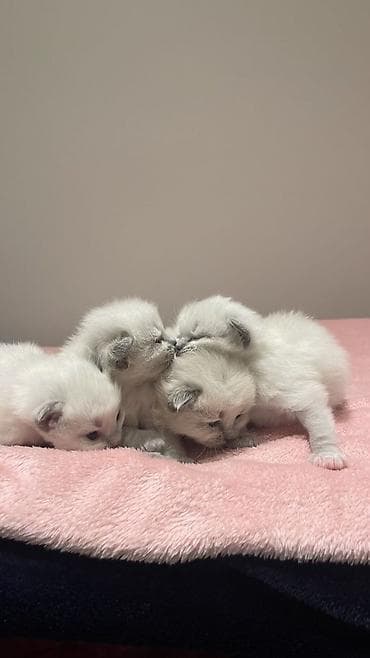 britain pisiyi satilir: Yaxşı əllərə, Ödənişli çatdırılma — 3