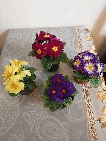 kubrə satışı: Güllər satılır,4 ədədi cəmi 10 m.Bakixanov(Razin),Razin talkuçkasına — 2