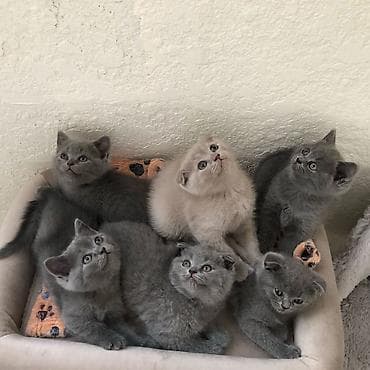 Gəmiricilər: Şotland yastı qulaq — 7