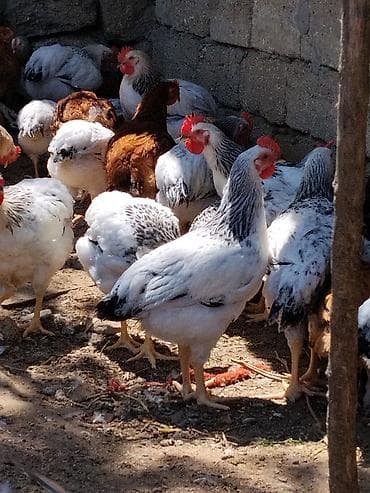 danisan quslar: Saglam 4 ayliq xoruzlar satilir 1.600-2.500 arasidi cekileri heyet — 4