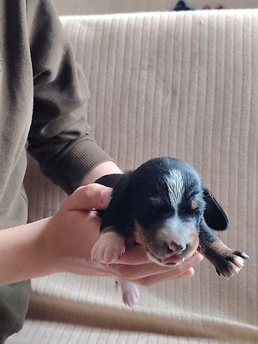 pitbul itlər: Sahibliyə verilən balaca itlər – qısayaqlı, uzun bədənli, qara-qəhvəyi — 6