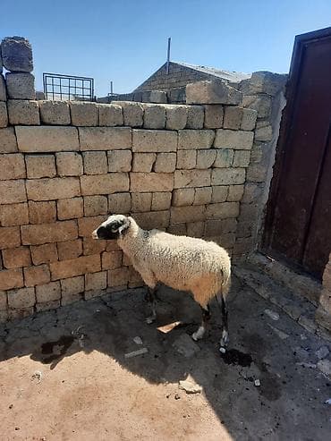 dişi quzu: Dişi, il: 1, Ətlik — 2