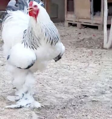 sumqayit toyuq: Toyuq, Brama, Damazlıq, Ödənişli çatdırılma — 2