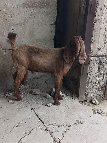 Рогатый скот: Satılır – Nubian tipli erkək keçi (tövlə şəraitində böyüdülmüş) — 3