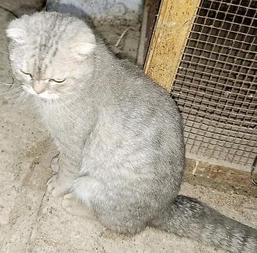 Птицы: Шотландская, Самец, В добрые руки, Самовывоз, Платная доставка — 3