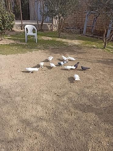 Salam 9 dənə enli quyruq 2 dənə təmiz ıran 11 quş 150 manat ünvan — 5