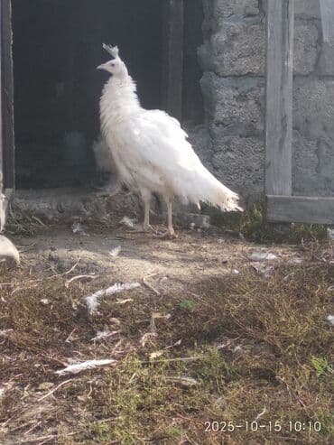 cins ineklerin qiymeti: Salam aleykum. Satışda bir cüt ağ, bir dənə qaraqanad dərəsi var — 1