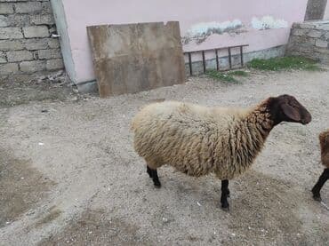 cins ineklerin satisi 2019: Dişi, Qala, il: 1, 80 kq, Damazlıq, Ünvandan götürmə — 3