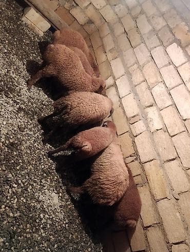 qoclar: Qurbanliq quzular 6 ədədi böyuk buynuzlu satilmir 2 erkəy 4 dişi kom — 8