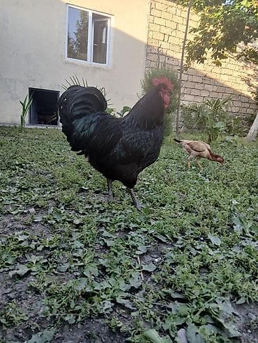 heyvanlara verilən adlar: Avstrolorp ailesi 1 xoruz 2 fere qurd dermani cicek vaksini. Cumo — 4