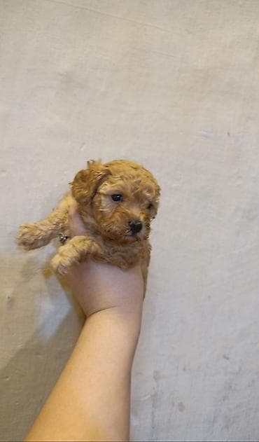 ev heyvan: Pudel, 1 ay, Dişi — 2