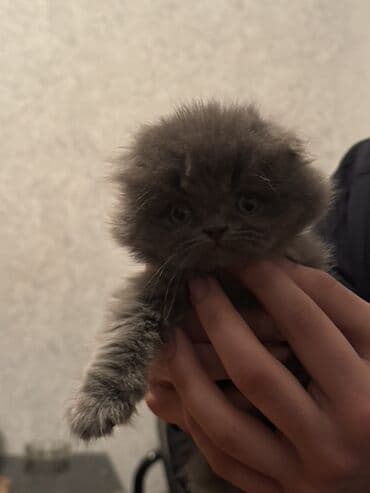 ev pişiy: Fars, Dişi, Ünvandan götürmə — 3