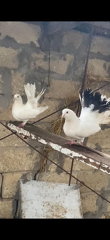 hind qusu daqestan sortu: Hazır cüt pavlinlər satılır cütü 20 azn — 2