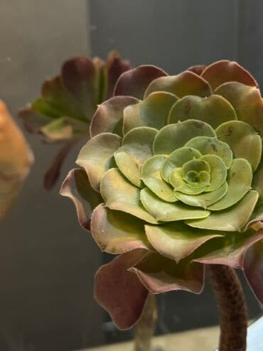 Qida məhsulları: Суккулент в горшке. Антуриум, Эхеверия и Седум. Sukulent qabda — 2