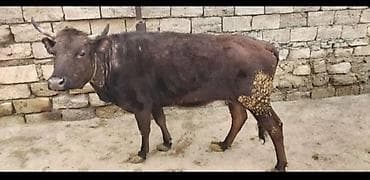 Mal-qara: Ətlik Maldi İsdeyen yazsin — 1