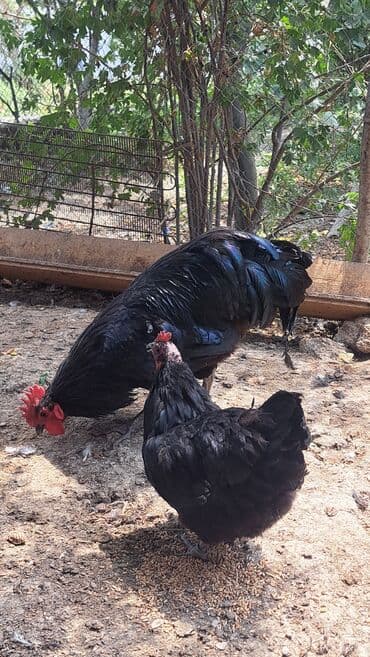 животные в добрые руки баку: Toyuq, Australorp, Damazlıq, Pulsuz çatdırılma — 7