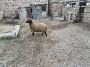 cins ineklerin satisi 2019: Dişi, Qala, il: 1, 80 kq, Damazlıq, Ünvandan götürmə — 2
