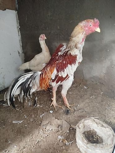 it zinciri satisi: Aseel tipli döyüşçi xoruz temiz qan yapon — 1