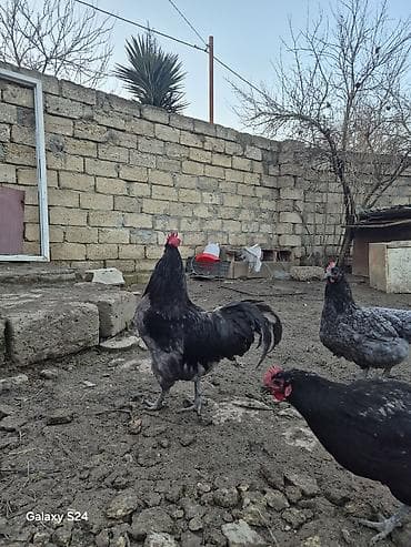 etlik cuce satisi: Salam Aleykum Cavan temiz qan Avstralorp Xoruzu satiram — 6