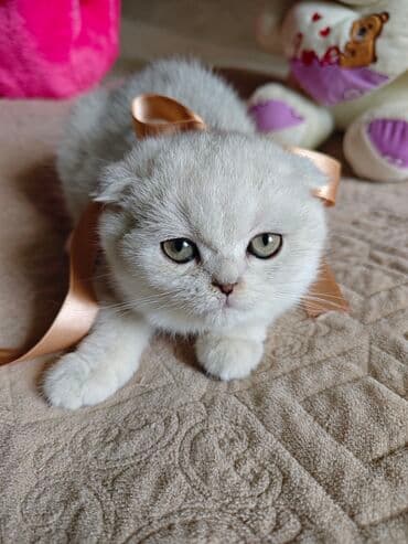 pişik cütleşdirmek: Şotland yastı qulaq — 4