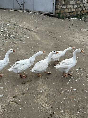 куры тоджон: Куриные цыплята, Для мяса — 9