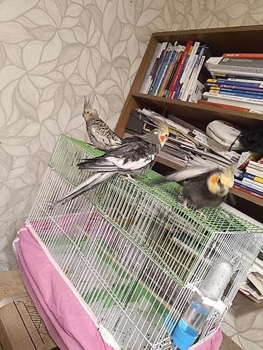 Quşlar: Nimfa (Cockatiel) quşları və qəfəs dəsti - Növ: Nimfa papuqayı — 1