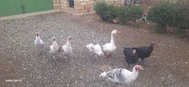 tap.az heyvanlar qoyunlar: Hinduşkalar linda qazı — 2