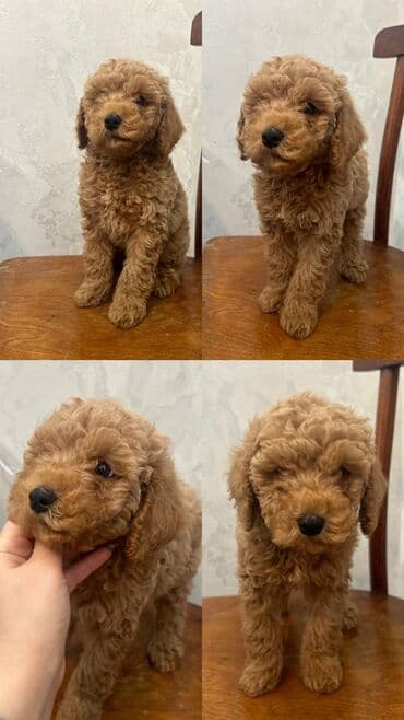 Pudel, 2 ay, Erkek, Peyvəndli, Pulsuz çatdırılma