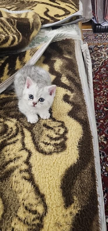 pişik həkimi: Şinşilla, Erkək, Dişi, Yaxşı əllərə, Ünvandan götürmə, Ödənişli çatdırılma — 2