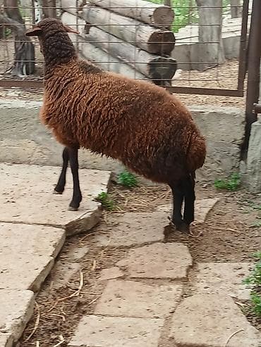 Qoyunlar, qoçlar: Temiz qızıllaglı 5 ay23 gunlukdu isdiyen olsa anası ile bır yerdede — 3
