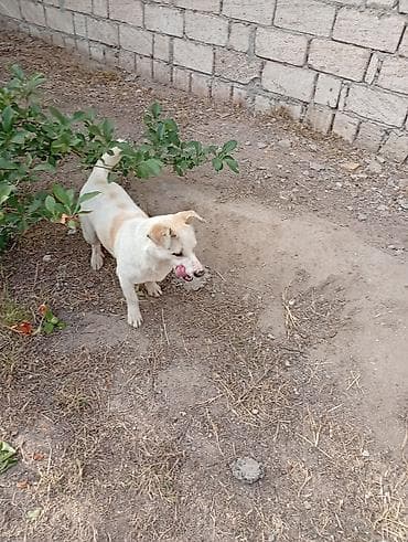 heyvan bazari: Zvonok, 1 il, Erkek, Ünvandan götürmə — 4