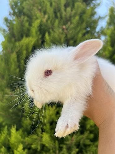 dovşan velikan: Nadir qırmızı gözlü dovşan sahibləndirilir! Çox baxımlı, tam sağlam — 3