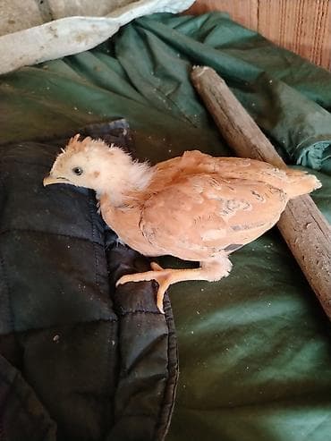 azərbaycan whatsapp qrupları: 1aylıq kənt cucələri cıxdı satışa xacmazdadı reyal adam zakaz verə — 3