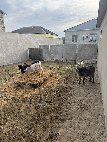 birə dərmanı: Dişi, il: 1, 30 kq, Damazlıq, Ünvandan götürmə — 8