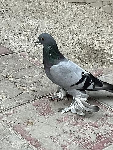 kakadu quşu: Goy iri lelek erkekdi unvan sabuncu — 2