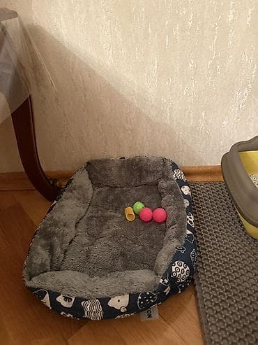 heyvan mal: Sotland pisiyi Dişi dir Bütün aksesuarları ustunde verilir Tualet — 3