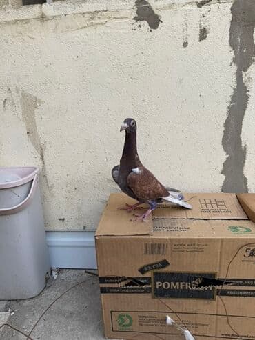 göyercin yuvasi: Salam Aleykum 4 drakondu 3 ü bala 1 erkey iri heyvanlardı qiymət — 1