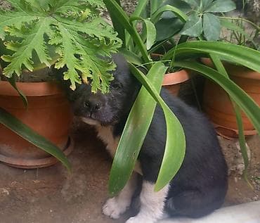 itlerin satisi 2021: Dişi — 1