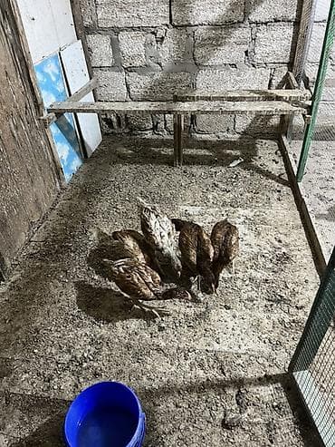 shamo heyrati: Heyratılardır. 5 ədəddir. Real alıcılar yazsin — 2