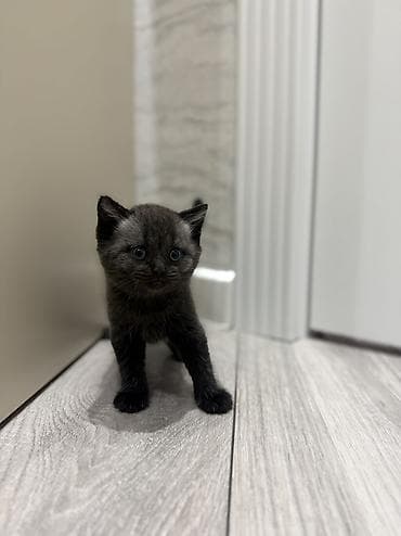 meinkun kedi fiyatları: Britan, Yaxşı əllərə — 1