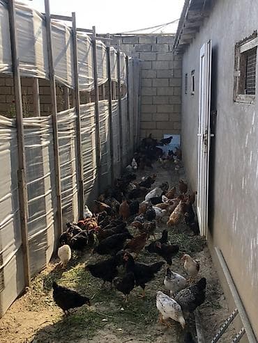 afcarka balasi erkey: Təbii yemlə bəslənən ev toyuqları satılır. Məhsulun xüsusiyyətləri: - — 1