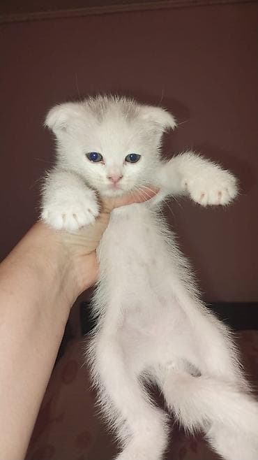 lalafo pisik: Britan — 6