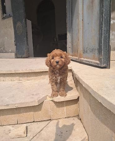 it: Pudel, 1 ay, Dişi — 5